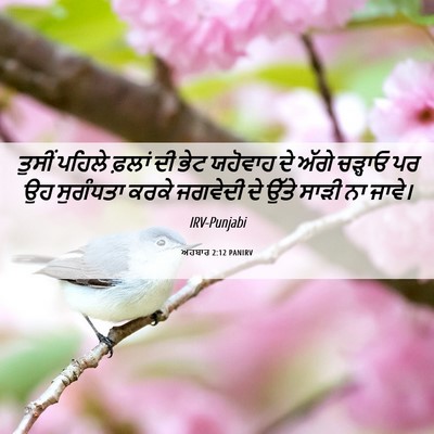Picture 06 - ਅਹਬਾਰ 2:12 PANIRV - ਤੁਸੀਂ ਪਹਿਲੇ ਫ਼ਲਾਂ - Bible Verse Picture