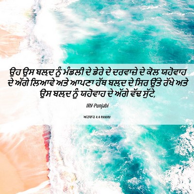 Picture 06 - ਅਹਬਾਰ 4:4 PANIRV - ਉਹ ਉਸ ਬਲ਼ਦ ਨੂੰ - Bible Verse Picture