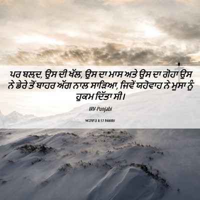 Picture 06 - ਅਹਬਾਰ 8:17 PANIRV - ਪਰ ਬਲ਼ਦ, ਉਸ ਦੀ ਖੱਲ, - Bible Verse Picture