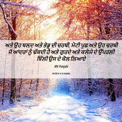 Picture 06 - ਅਹਬਾਰ 9:19 PANIRV - ਅਤੇ ਉਹ ਬਲ਼ਦ ਅਤੇ - Bible Verse Picture