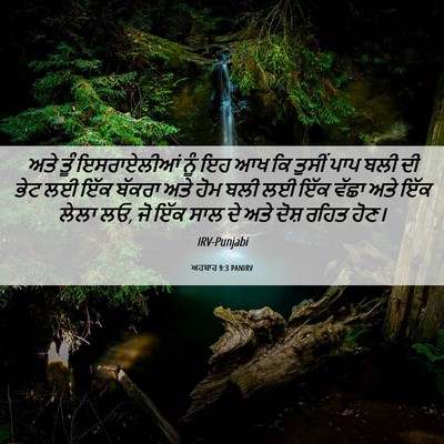 Picture 06 - ਅਹਬਾਰ 9:3 PANIRV - ਅਤੇ ਤੂੰ ਇਸਰਾਏਲੀਆਂ - Bible Verse Picture