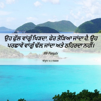 Picture 06 - ਅੱਯੂਬ 14:2 PANIRV - ਉਹ ਫੁੱਲ ਵਾਂਗੂੰ - Bible Verse Picture