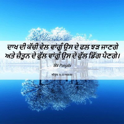 Picture 06 - ਅੱਯੂਬ 15:33 PANIRV - ਦਾਖ ਦੀ ਕੱਚੀ ਵੇਲ - Bible Verse Picture