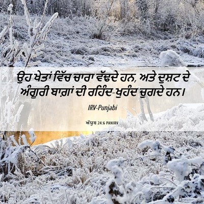 Picture 06 - ਅੱਯੂਬ 24:6 PANIRV - ਉਹ ਖੇਤਾਂ ਵਿੱਚ ਚਾਰਾ - Bible Verse Picture