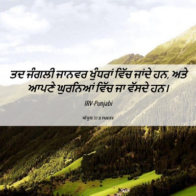 Picture 06 - ਅੱਯੂਬ 37:8 PANIRV - ਤਦ ਜੰਗਲੀ ਜਾਨਵਰ - Bible Verse Picture