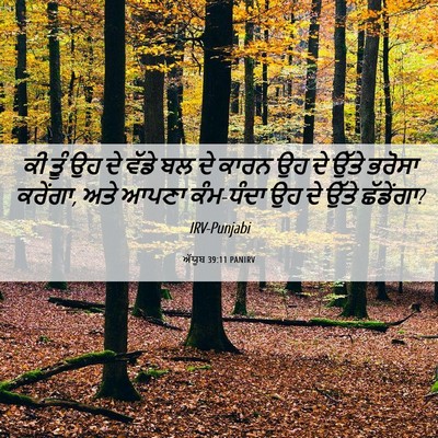 Picture 06 - ਅੱਯੂਬ 39:11 PANIRV - ਕੀ ਤੂੰ ਉਹ ਦੇ ਵੱਡੇ - Bible Verse Picture