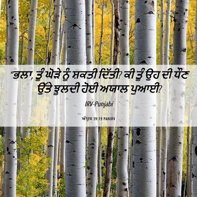 Picture 06 - ਅੱਯੂਬ 39:19 PANIRV - “ਭਲਾ, ਤੂੰ ਘੋੜੇ ਨੂੰ - Bible Verse Picture