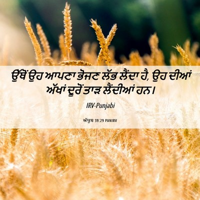 Picture 06 - ਅੱਯੂਬ 39:29 PANIRV - ਉੱਥੋਂ ਉਹ ਆਪਣਾ ਭੋਜਣ - Bible Verse Picture