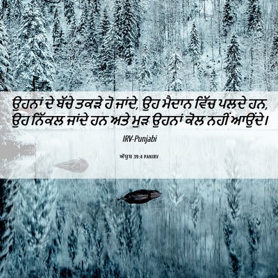 Picture 06 - ਅੱਯੂਬ 39:4 PANIRV - ਉਹਨਾਂ ਦੇ ਬੱਚੇ ਤਕੜੇ - Bible Verse Picture