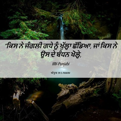 Picture 06 - ਅੱਯੂਬ 39:5 PANIRV - “ਕਿਸ ਨੇ ਜੰਗਲੀ ਗਧੇ - Bible Verse Picture