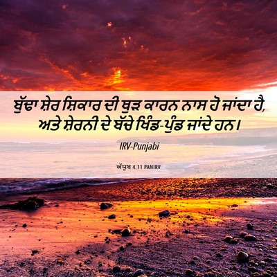Picture 06 - ਅੱਯੂਬ 4:11 PANIRV - ਬੁੱਢਾ ਸ਼ੇਰ ਸ਼ਿਕਾਰ - Bible Verse Picture