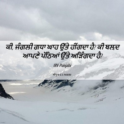 Picture 06 - ਅੱਯੂਬ 6:5 PANIRV - ਕੀ, ਜੰਗਲੀ ਗਧਾ ਘਾਹ - Bible Verse Picture