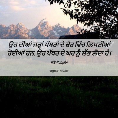 Picture 06 - ਅੱਯੂਬ 8:17 PANIRV - ਉਹ ਦੀਆਂ ਜੜ੍ਹਾਂ - Bible Verse Picture