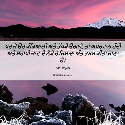 Picture 06 - ਇਬਰਾਨੀ 6:8 PANIRV - ਪਰ ਜੇ ਉਹ ਕੰਡਿਆਲੀ - Bible Verse Picture