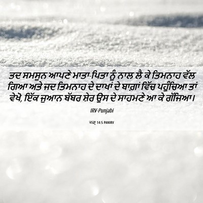 Picture 06 - ਕਜ਼ਾૃ 14:5 PANIRV - ਤਦ ਸਮਸੂਨ ਆਪਣੇ - Bible Verse Picture