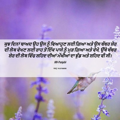 Picture 06 - ਕਜ਼ਾૃ 14:8 PANIRV - ਕੁਝ ਦਿਨਾਂ ਬਾਅਦ ਉਹ - Bible Verse Picture