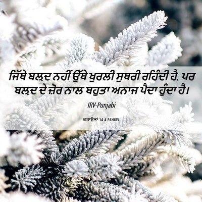 Picture 06 - ਕਹਾਉਤਾਂ 14:4 PANIRV - ਜਿੱਥੇ ਬਲ਼ਦ ਨਹੀਂ - Bible Verse Picture