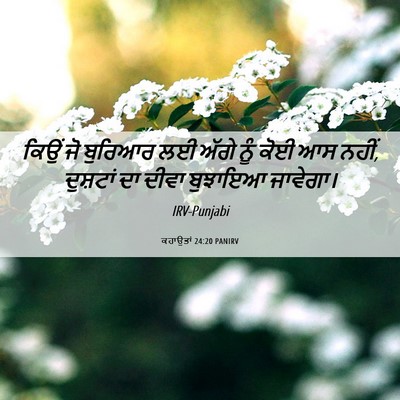 Picture 06 - ਕਹਾਉਤਾਂ 24:20 PANIRV - ਕਿਉਂ ਜੋ ਬੁਰਿਆਰ ਲਈ - Bible Verse Picture
