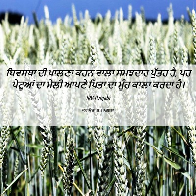 Picture 06 - ਕਹਾਉਤਾਂ 28:7 PANIRV - ਬਿਵਸਥਾ ਦੀ ਪਾਲਣਾ - Bible Verse Picture