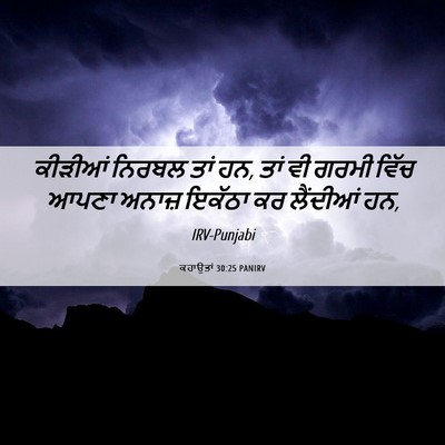 Picture 06 - ਕਹਾਉਤਾਂ 30:25 PANIRV - ਕੀੜੀਆਂ ਨਿਰਬਲ ਤਾਂ - Bible Verse Picture