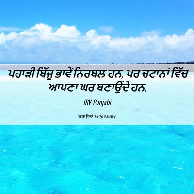 Picture 06 - ਕਹਾਉਤਾਂ 30:26 PANIRV - ਪਹਾੜੀ ਬਿੱਜੂ ਭਾਵੇਂ - Bible Verse Picture