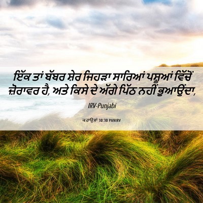 Picture 06 - ਕਹਾਉਤਾਂ 30:30 PANIRV - ਇੱਕ ਤਾਂ ਬੱਬਰ ਸ਼ੇਰ - Bible Verse Picture