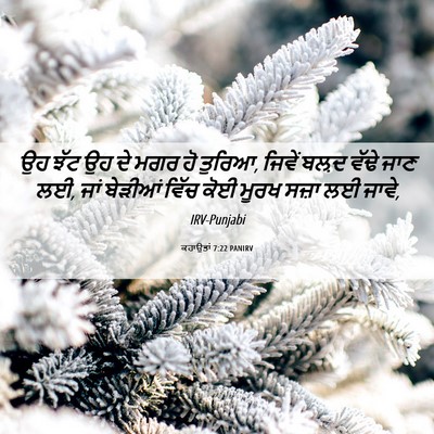 Picture 06 - ਕਹਾਉਤਾਂ 7:22 PANIRV - ਉਹ ਝੱਟ ਉਹ ਦੇ ਮਗਰ ਹੋ - Bible Verse Picture