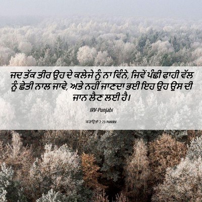 Picture 06 - ਕਹਾਉਤਾਂ 7:23 PANIRV - ਜਦ ਤੱਕ ਤੀਰ ਉਹ ਦੇ - Bible Verse Picture