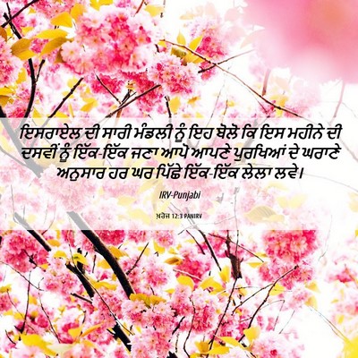 Picture 06 - ਖ਼ਰੋਜ 12:3 PANIRV - ਇਸਰਾਏਲ ਦੀ ਸਾਰੀ - Bible Verse Picture