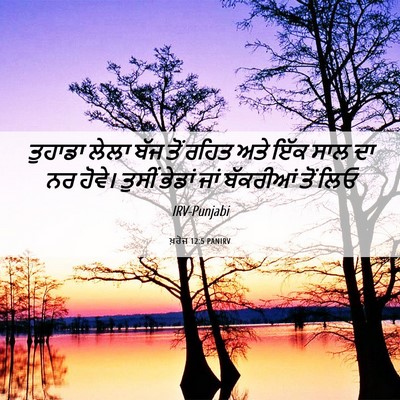 Picture 06 - ਖ਼ਰੋਜ 12:5 PANIRV - ਤੁਹਾਡਾ ਲੇਲਾ ਬੱਜ - Bible Verse Picture