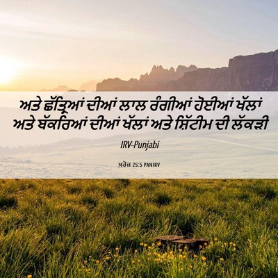 Picture 06 - ਖ਼ਰੋਜ 25:5 PANIRV - ਅਤੇ ਛੱਤ੍ਰਿਆਂ ਦੀਆਂ - Bible Verse Picture