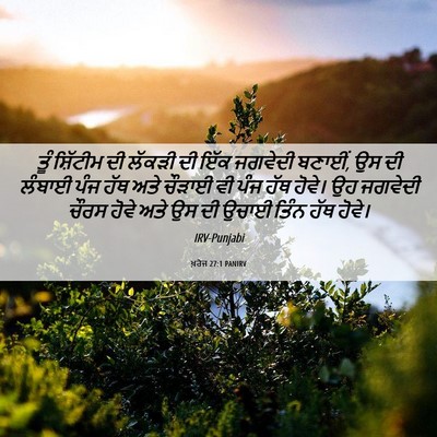 Picture 06 - ਖ਼ਰੋਜ 27:1 PANIRV - ਤੂੰ ਸ਼ਿੱਟੀਮ ਦੀ - Bible Verse Picture