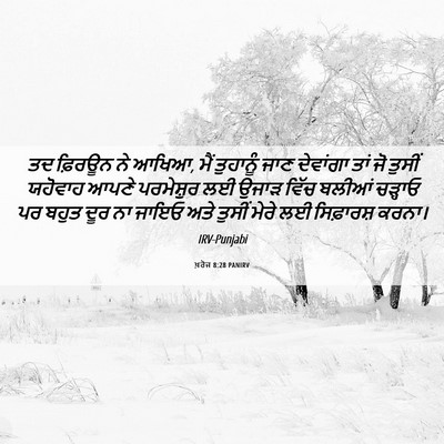 Picture 06 - ਖ਼ਰੋਜ 8:28 PANIRV - ਤਦ ਫ਼ਿਰਊਨ ਨੇ ਆਖਿਆ, - Bible Verse Picture