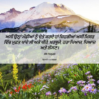 Picture 06 - ਗਿਣਤੀ 11:5 PANIRV - ਅਸੀਂ ਉਨ੍ਹਾਂ - Bible Verse Picture