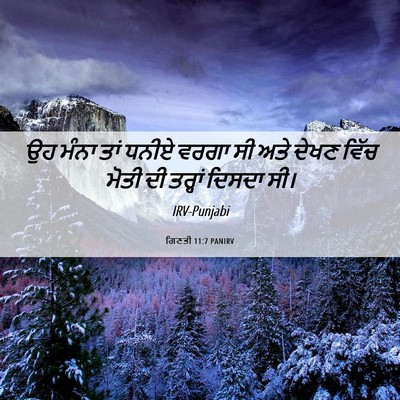 Picture 06 - ਗਿਣਤੀ 11:7 PANIRV - ਉਹ ਮੰਨਾ ਤਾਂ ਧਨੀਏ - Bible Verse Picture