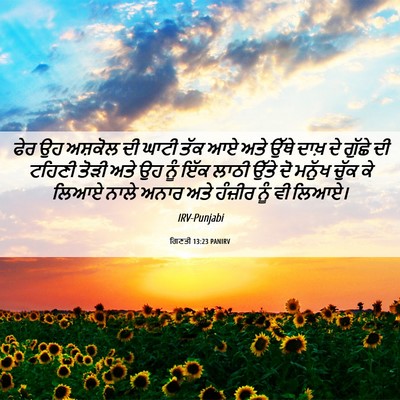 Picture 06 - ਗਿਣਤੀ 13:23 PANIRV - ਫੇਰ ਉਹ ਅਸ਼ਕੋਲ ਦੀ - Bible Verse Picture