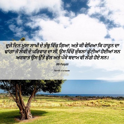 Picture 06 - ਗਿਣਤੀ 17:8 PANIRV - ਦੂਜੇ ਦਿਨ ਮੂਸਾ ਸਾਖੀ - Bible Verse Picture
