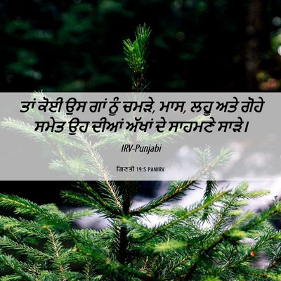 Picture 06 - ਗਿਣਤੀ 19:5 PANIRV - ਤਾਂ ਕੋਈ ਉਸ ਗਾਂ ਨੂੰ - Bible Verse Picture