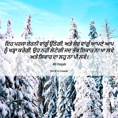 Picture 06 - ਗਿਣਤੀ 23:24 PANIRV - ਇਹ ਪਰਜਾ ਸ਼ੇਰਨੀ - Bible Verse Picture
