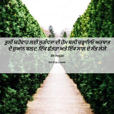 Picture 06 - ਗਿਣਤੀ 28:27 PANIRV - ਤੁਸੀਂ ਯਹੋਵਾਹ ਲਈ - Bible Verse Picture