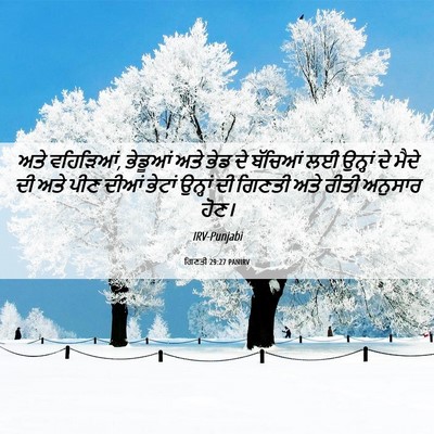 Picture 06 - ਗਿਣਤੀ 29:27 PANIRV - ਅਤੇ ਵਹਿੜਿਆਂ, - Bible Verse Picture