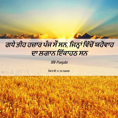 Picture 06 - ਗਿਣਤੀ 31:39 PANIRV - ਗਧੇ ਤੀਹ ਹਜ਼ਾਰ ਪੰਜ - Bible Verse Picture