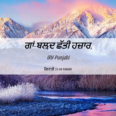 Picture 06 - ਗਿਣਤੀ 31:44 PANIRV - ਗਾਂ-ਬਲ਼ਦ ਛੱਤੀ - Bible Verse Picture