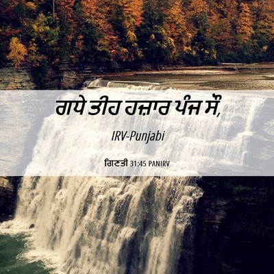 Picture 06 - ਗਿਣਤੀ 31:45 PANIRV - ਗਧੇ ਤੀਹ ਹਜ਼ਾਰ ਪੰਜ - Bible Verse Picture