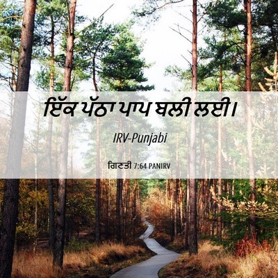 Picture 06 - ਗਿਣਤੀ 7:64 PANIRV - ਇੱਕ ਪੱਠਾ ਪਾਪ ਬਲੀ - Bible Verse Picture