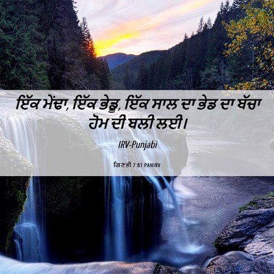 Picture 06 - ਗਿਣਤੀ 7:81 PANIRV - ਇੱਕ ਮੇਂਢਾ, ਇੱਕ - Bible Verse Picture