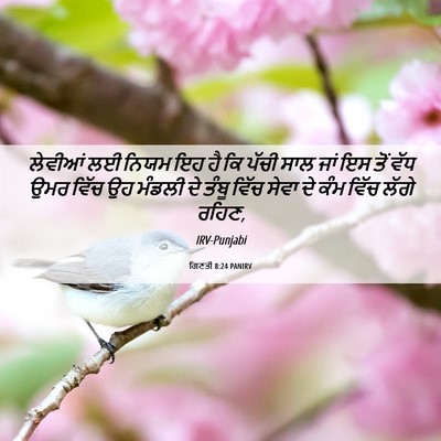 Picture 06 - ਗਿਣਤੀ 8:24 PANIRV - ਲੇਵੀਆਂ ਲਈ ਨਿਯਮ ਇਹ - Bible Verse Picture