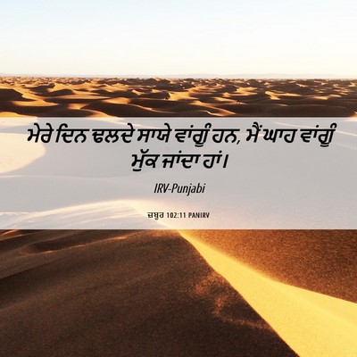 Picture 06 - ਜ਼ਬੂਰ 102:11 PANIRV - ਮੇਰੇ ਦਿਨ ਢਲਦੇ ਸਾਯੇ - Bible Verse Picture