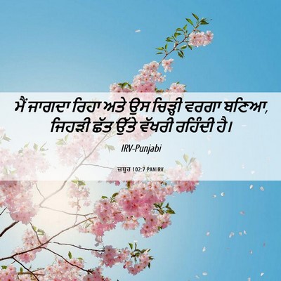 Picture 06 - ਜ਼ਬੂਰ 102:7 PANIRV - ਮੈਂ ਜਾਗਦਾ ਰਿਹਾ ਅਤੇ - Bible Verse Picture