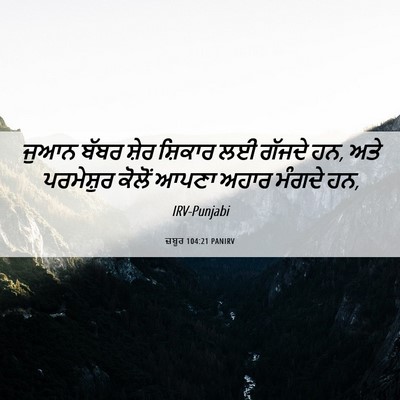 Picture 06 - ਜ਼ਬੂਰ 104:21 PANIRV - ਜੁਆਨ ਬੱਬਰ ਸ਼ੇਰ - Bible Verse Picture